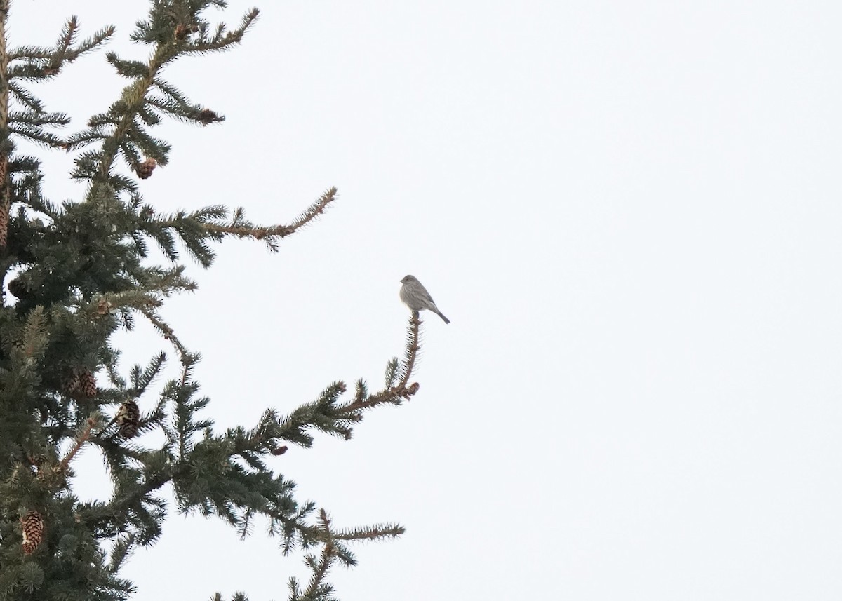 Roselin familier - ML646952717