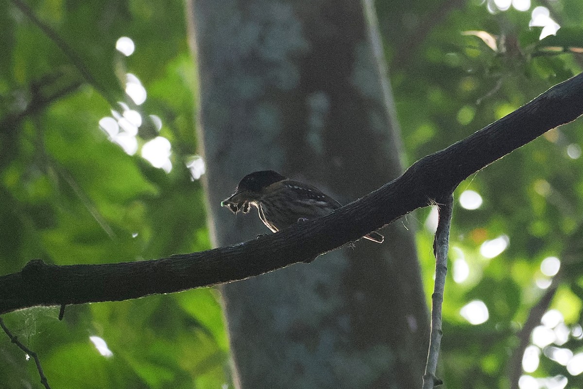 Широкодзьоб рудобокий - ML646952720