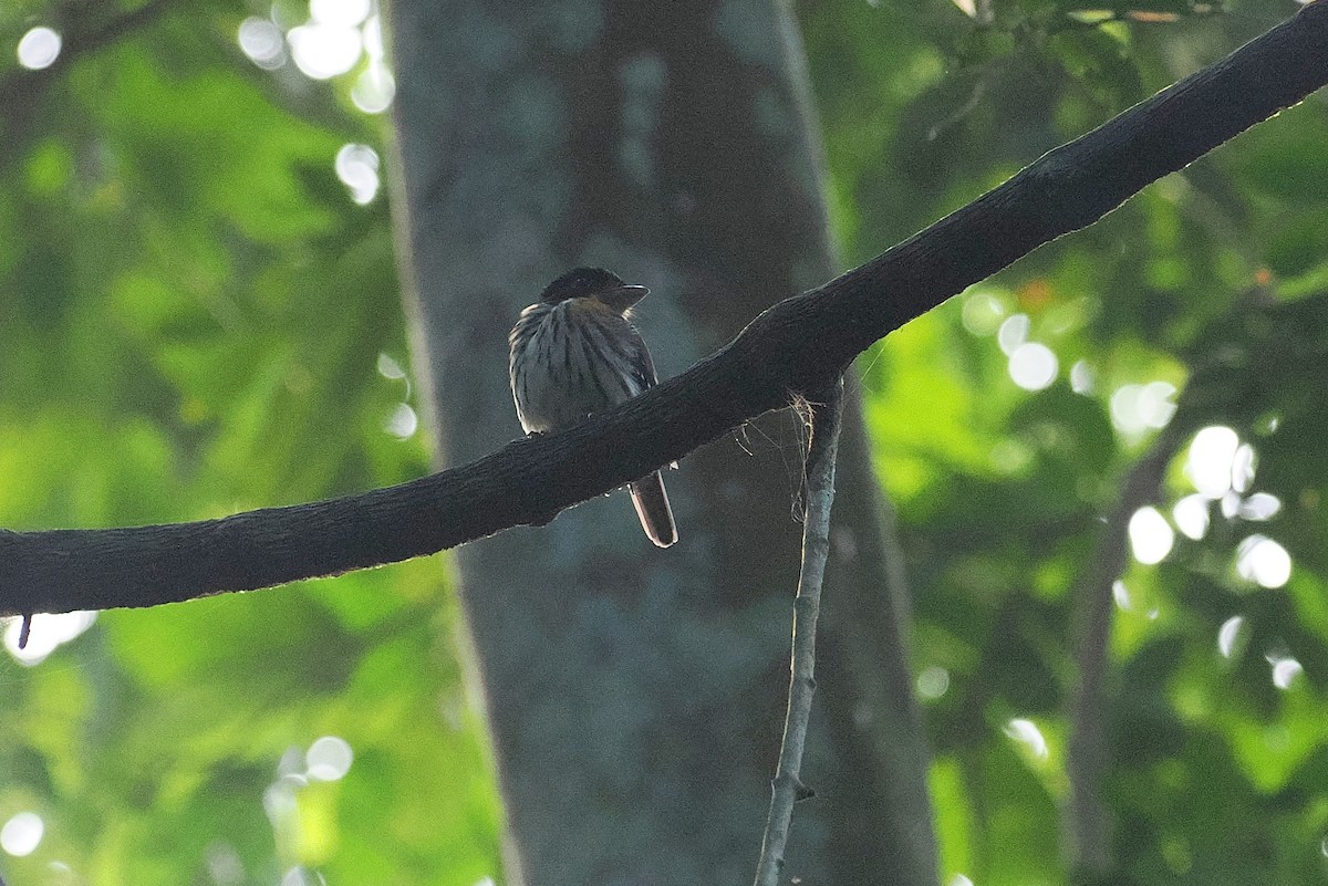 Широкодзьоб рудобокий - ML646952721