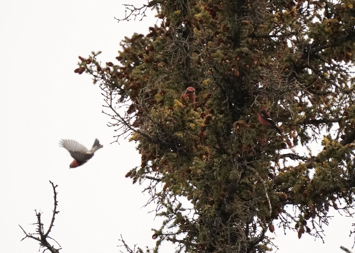 White-winged Crossbill - ML646952725