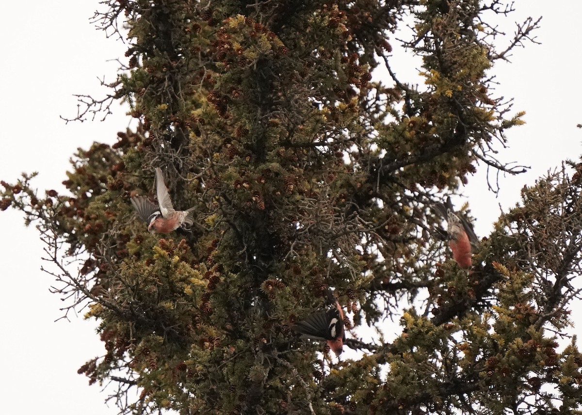 White-winged Crossbill - ML646952726
