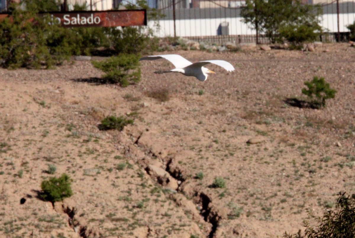 Great Egret - ML646952727