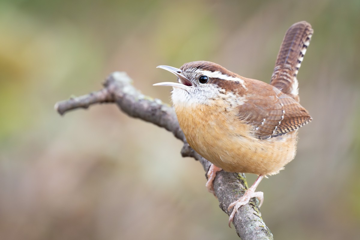 Cucarachero de Carolina - ML646952728