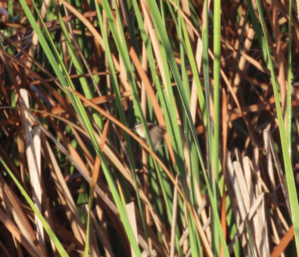 Marsh Wren - ML646952729