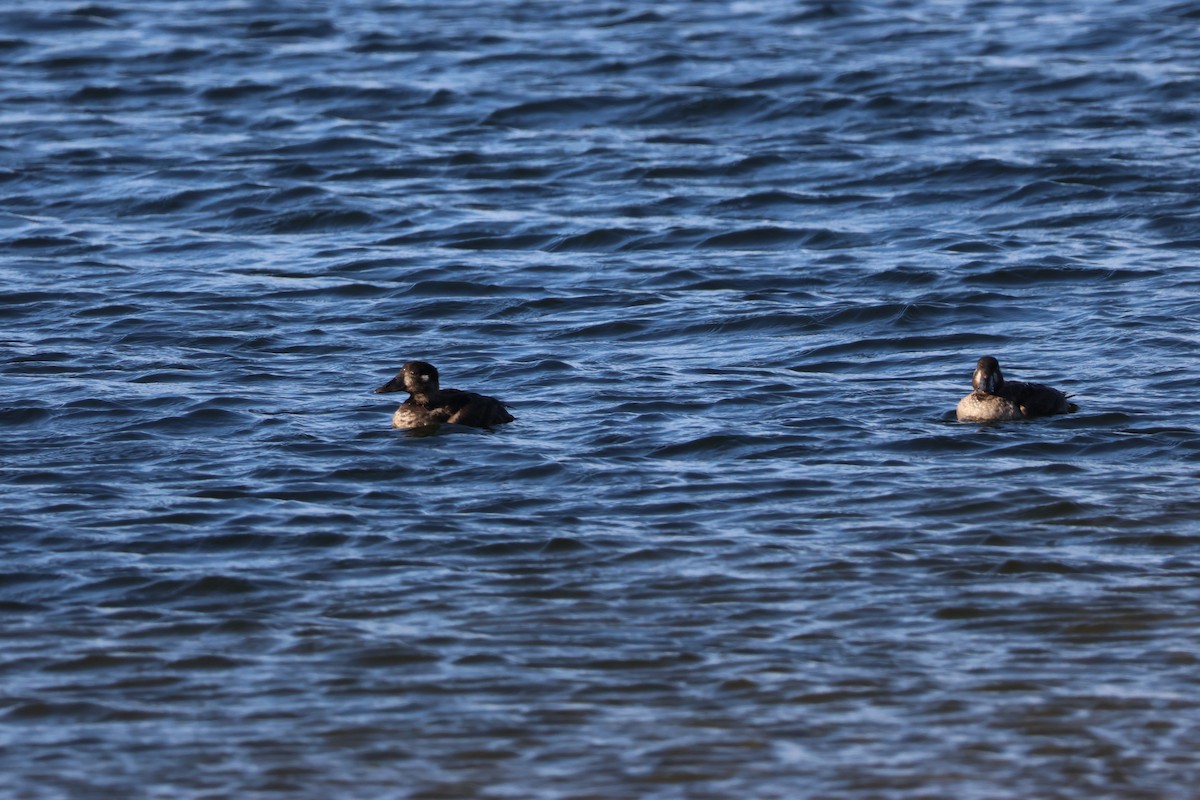 Brillenente - ML646952730