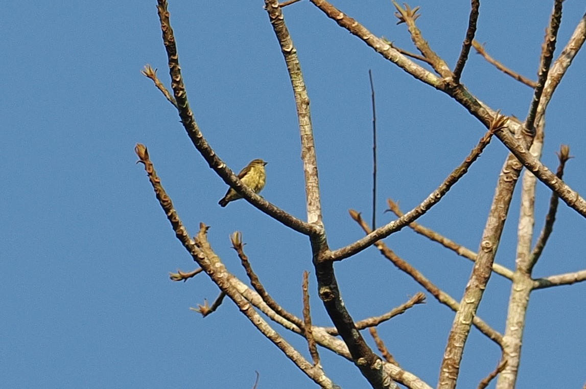 Ремез золотолобий - ML646952733