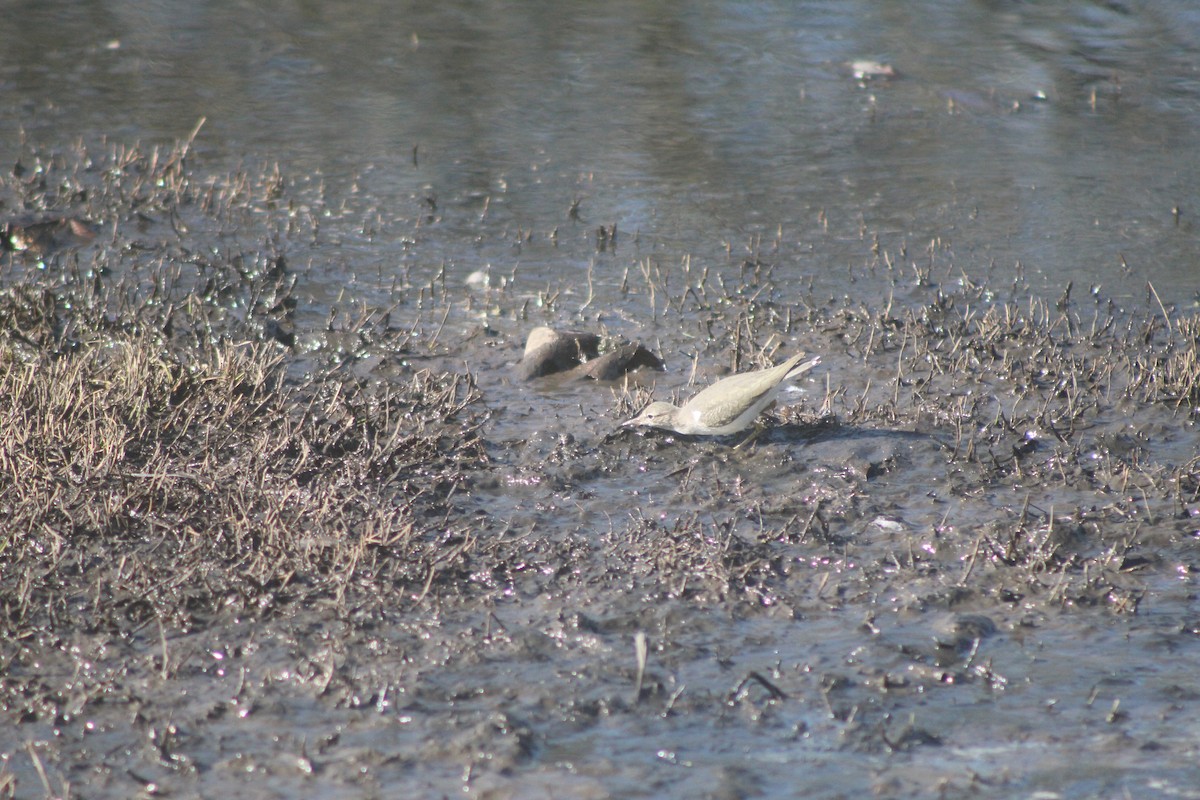 Drosseluferläufer - ML646952737