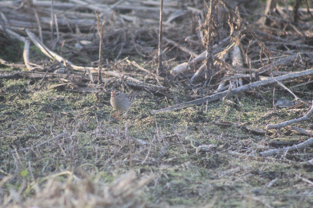 Dachsammer - ML646952739