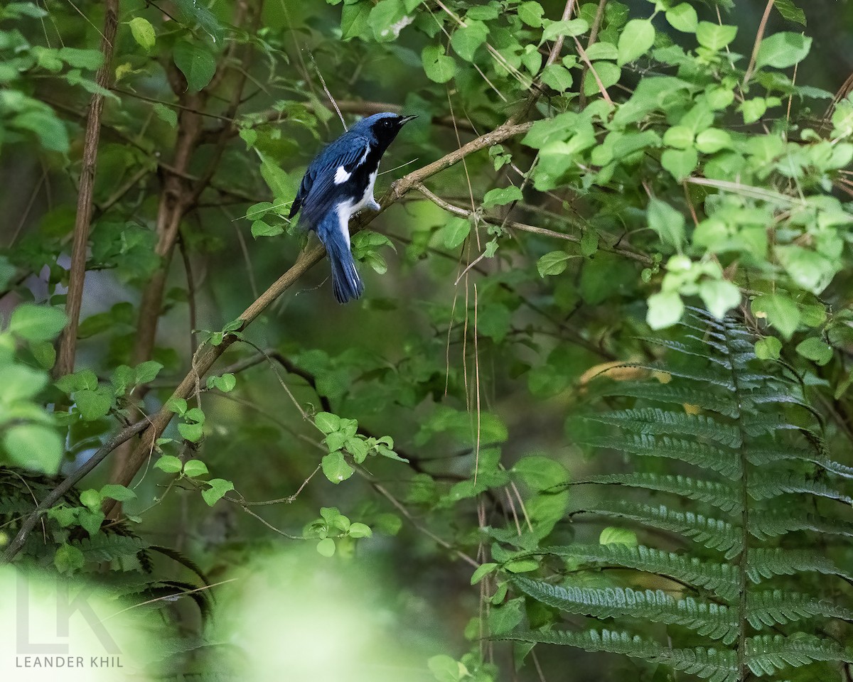 lesňáček modrohřbetý - ML646952740