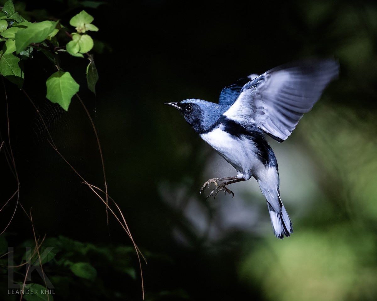 lesňáček modrohřbetý - ML646952741