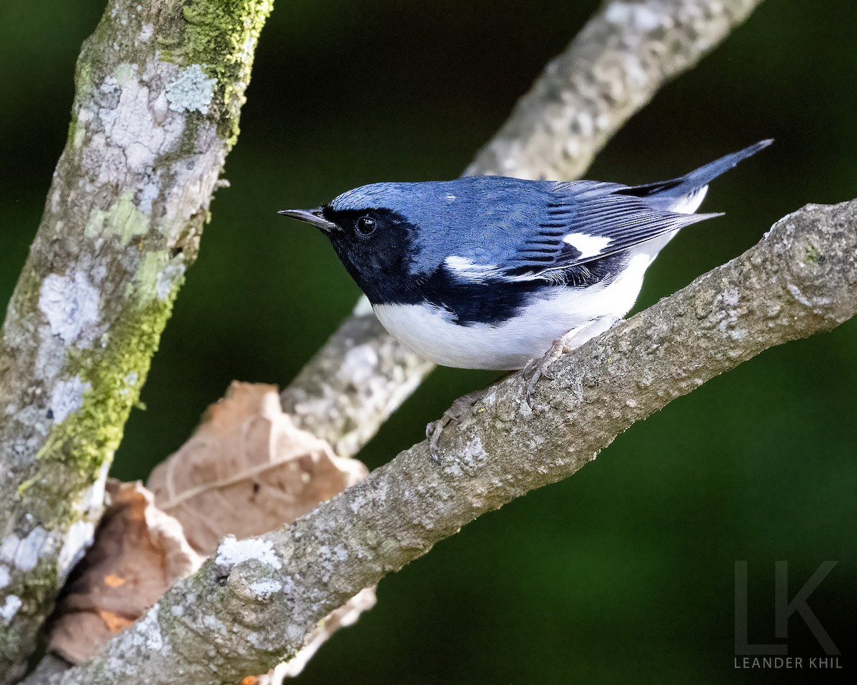 lesňáček modrohřbetý - ML646952742