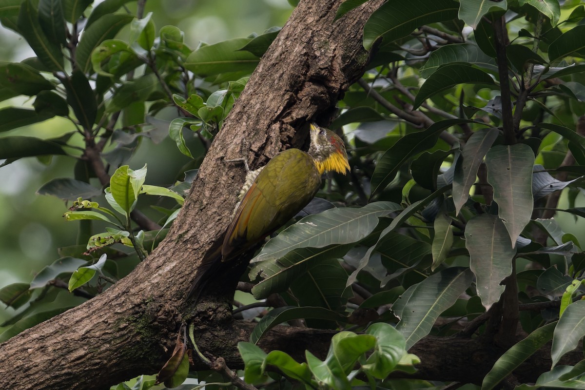 Lesser Yellownape - ML646952743