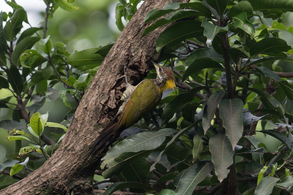 Lesser Yellownape - ML646952744