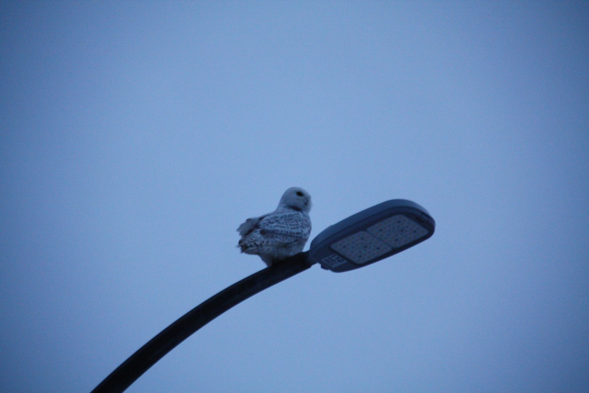 Snowy Owl - ML646952745
