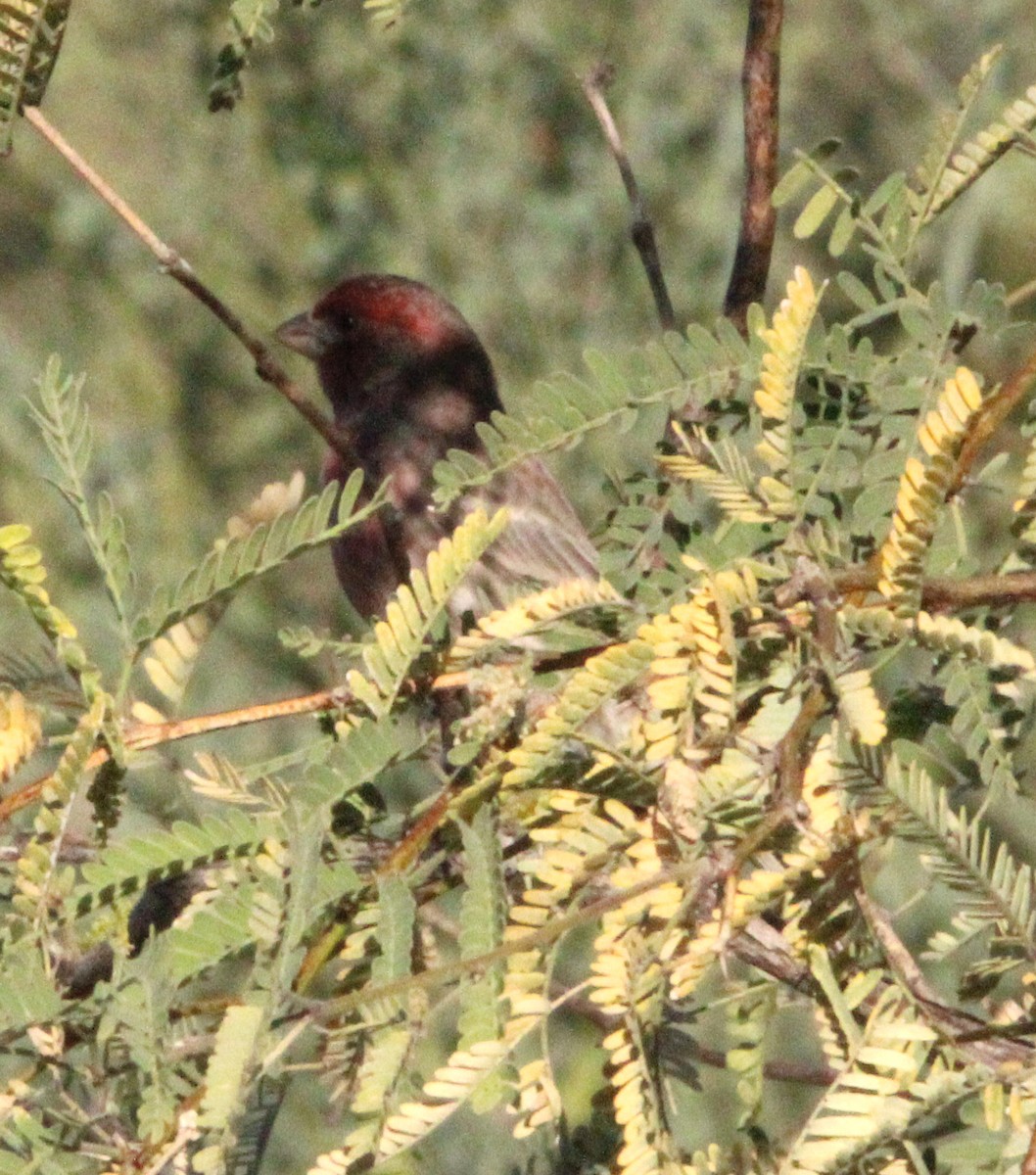 Roselin familier - ML646952750