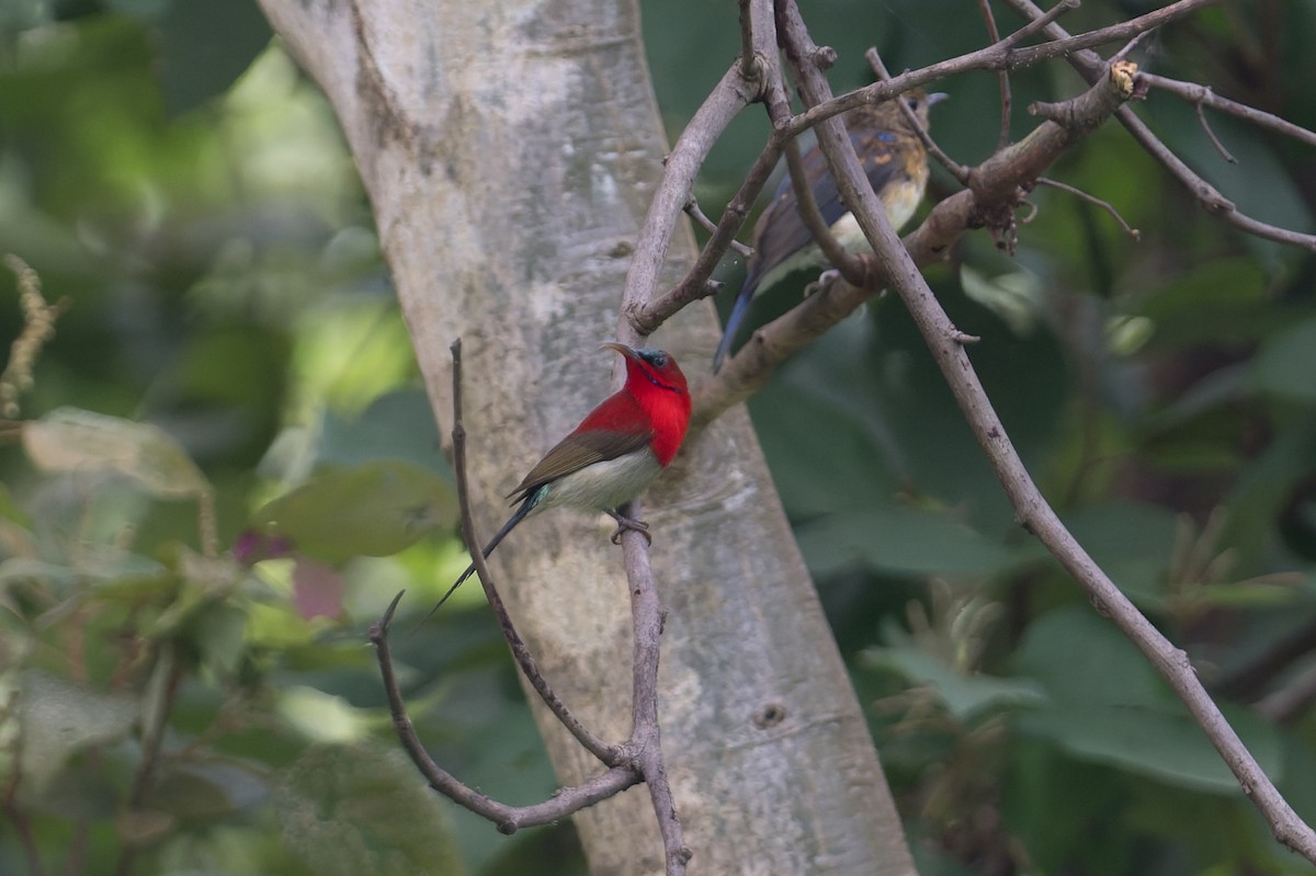 Crimson Sunbird - ML646952751