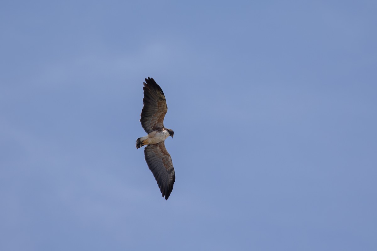 White-tailed Hawk - ML646952752