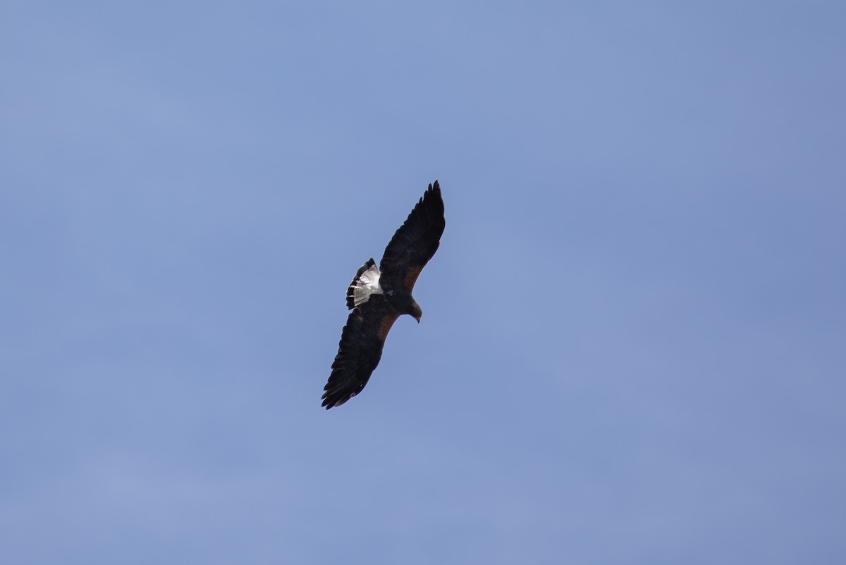 White-tailed Hawk - ML646952753