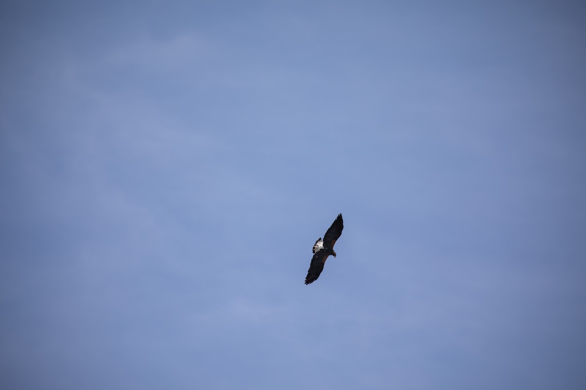 White-tailed Hawk - ML646952754