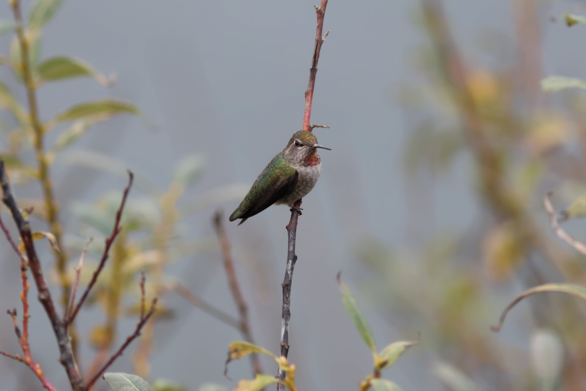 Anna's Hummingbird - ML646952755
