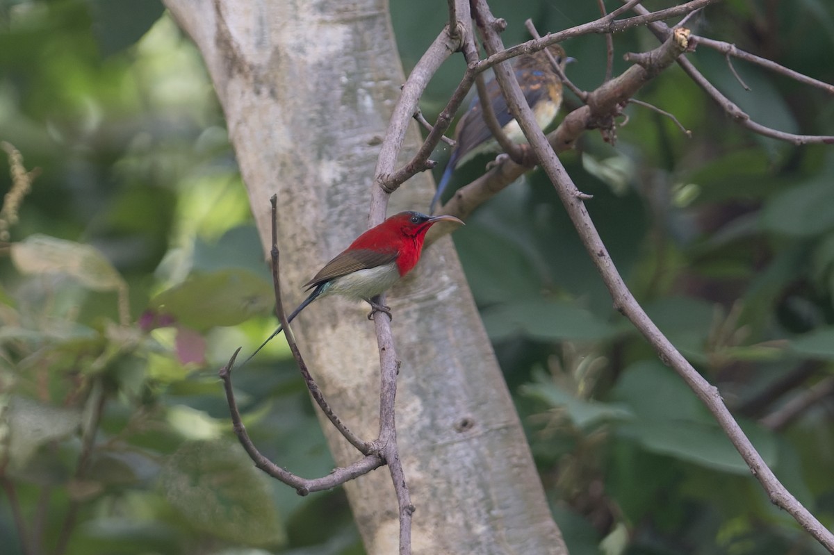 Crimson Sunbird - ML646952756