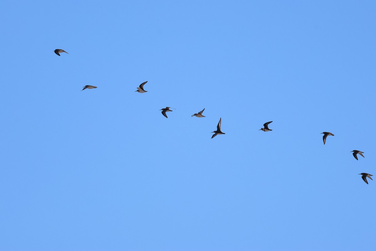 Alpenstrandläufer - ML646952759