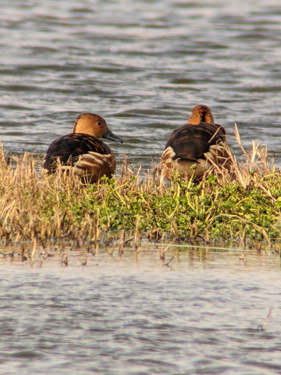 Zuhaitz-ahate kolorebikoa - ML646952763