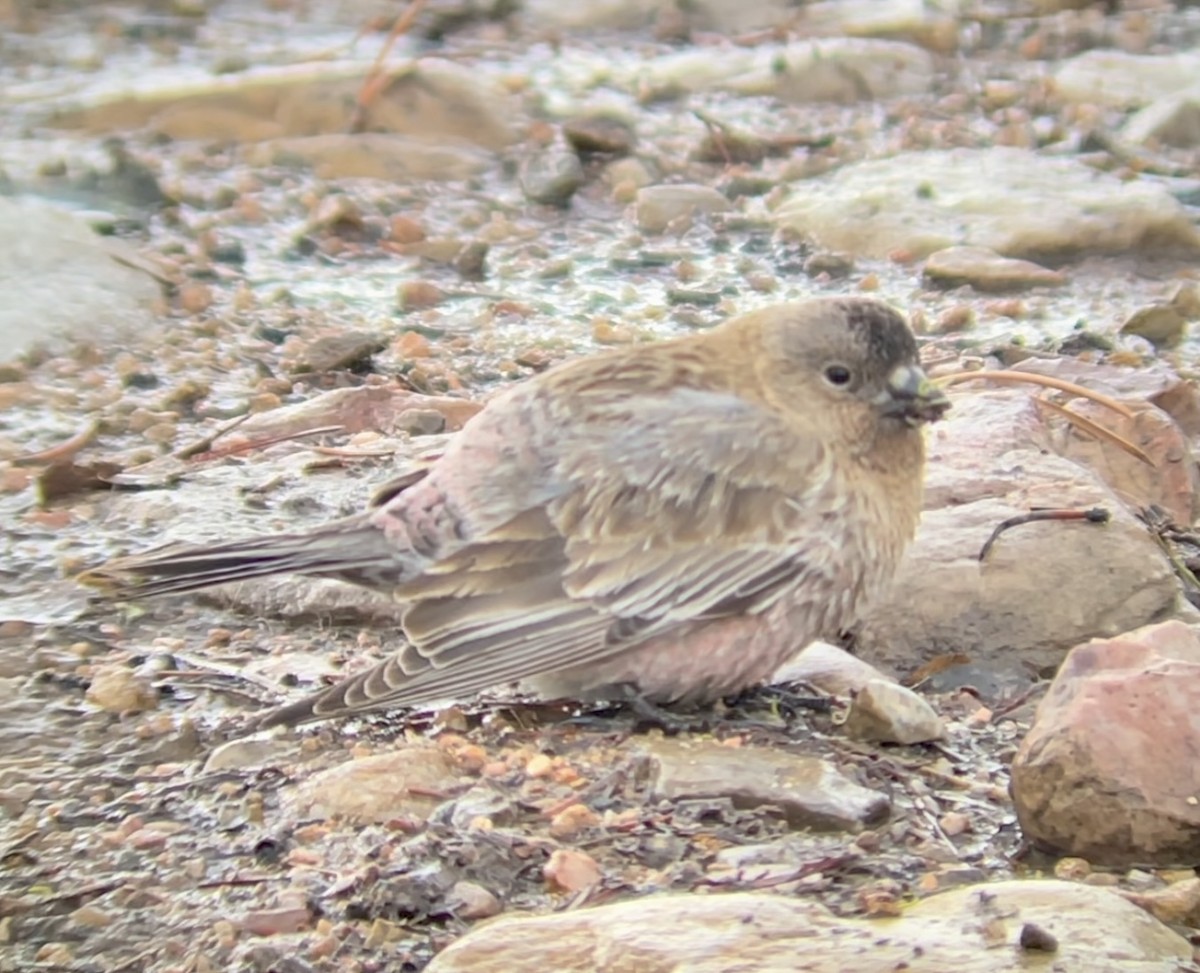 Бурошапочный вьюрок - ML646952765