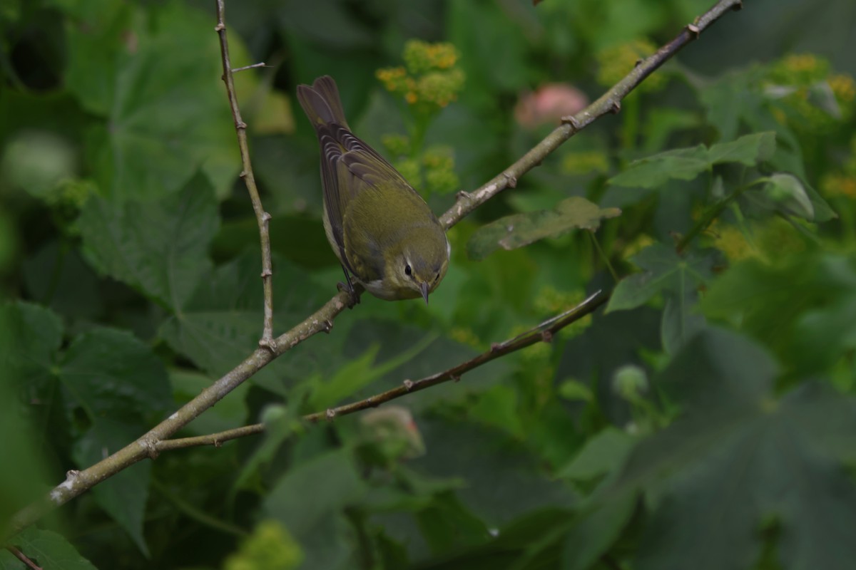 Tennessee Warbler - ML646952766