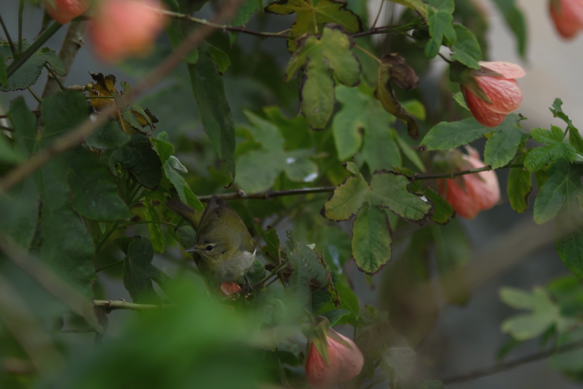 Tennessee Warbler - ML646952767