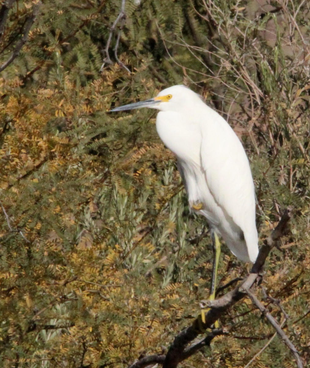 Snowy Egret - ML646952772