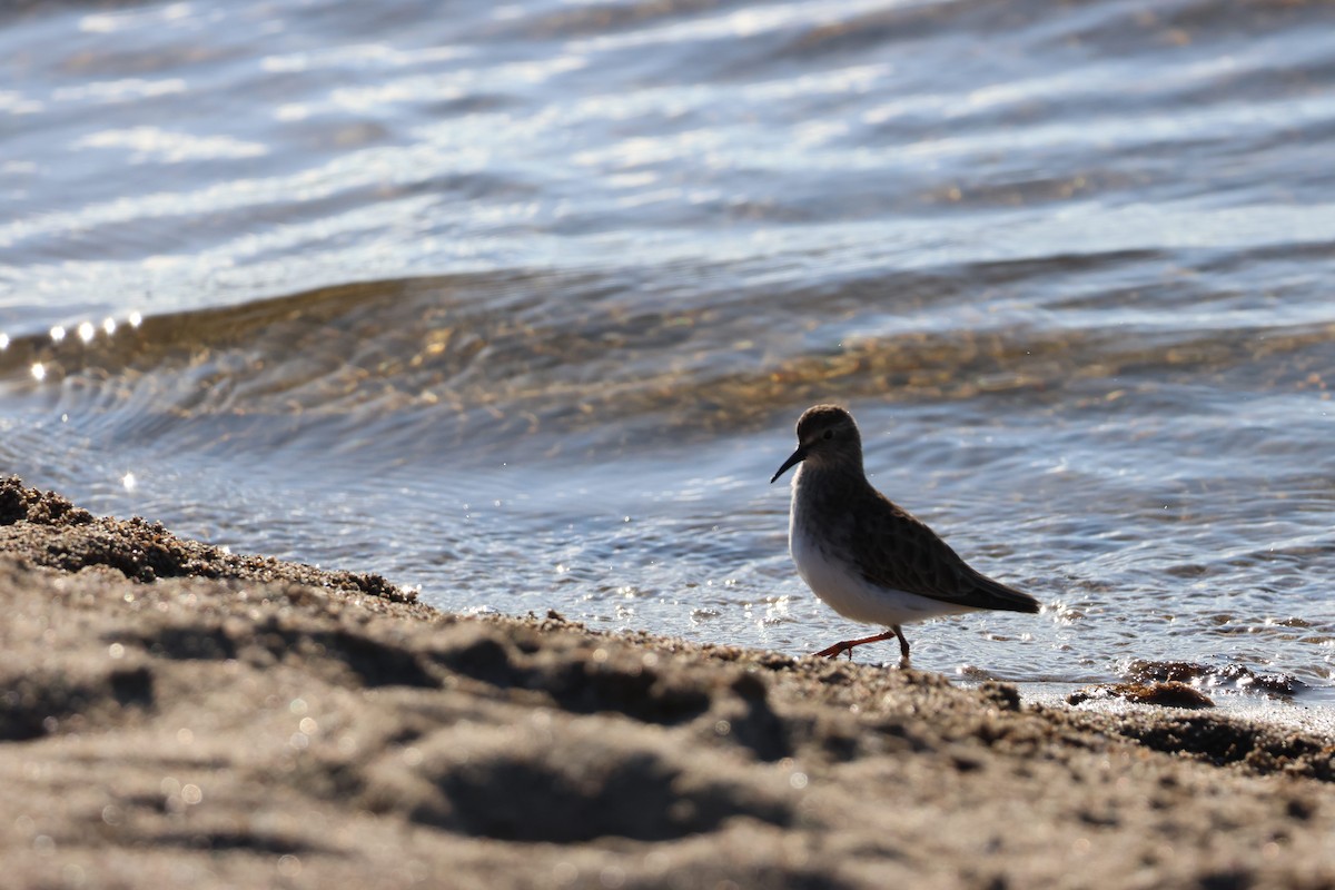 Wiesenstrandläufer - ML646952774