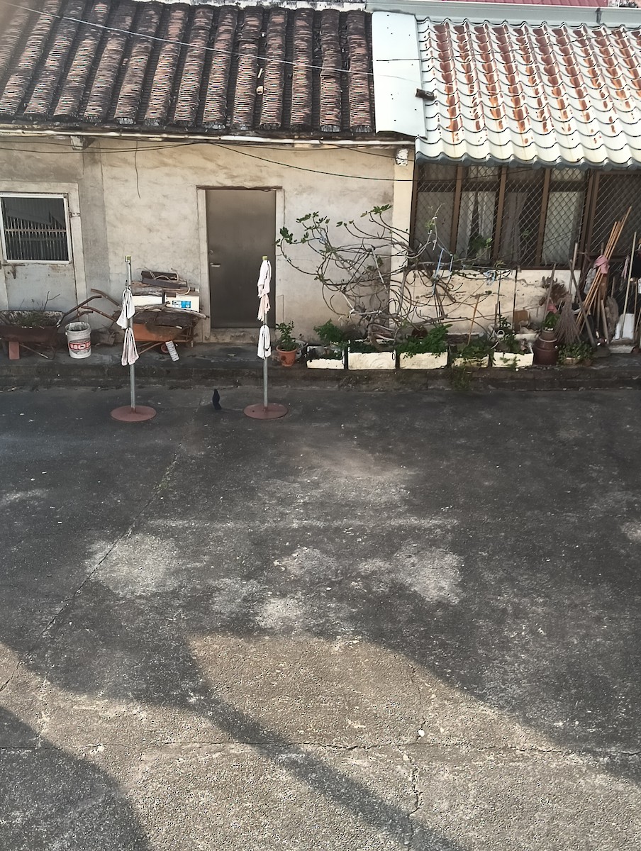 Taiwan Whistling-Thrush - ML646952775