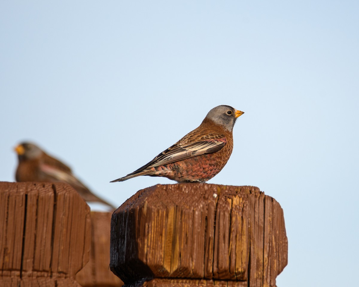 Gray-crowned Rosy-Finch - ML646952776