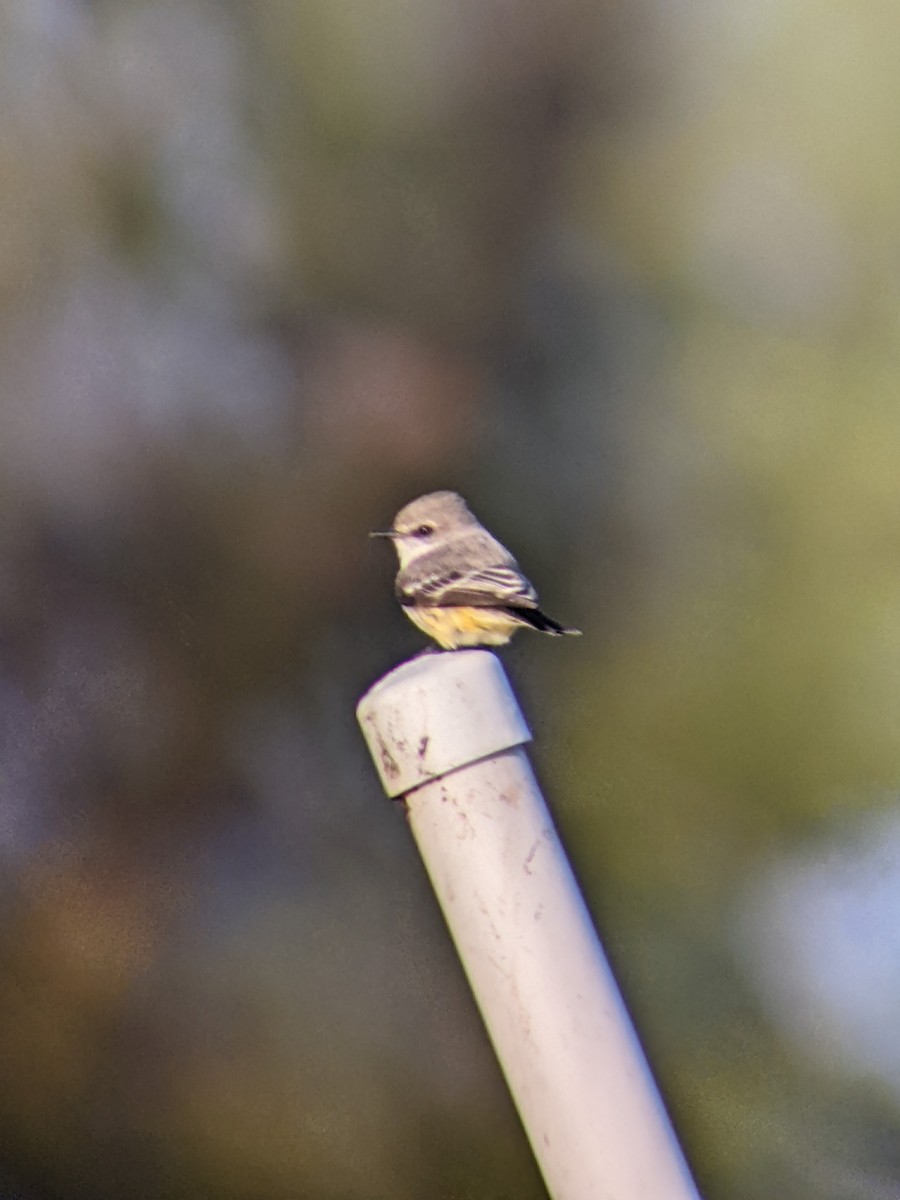 Vermilion Flycatcher - ML646952777
