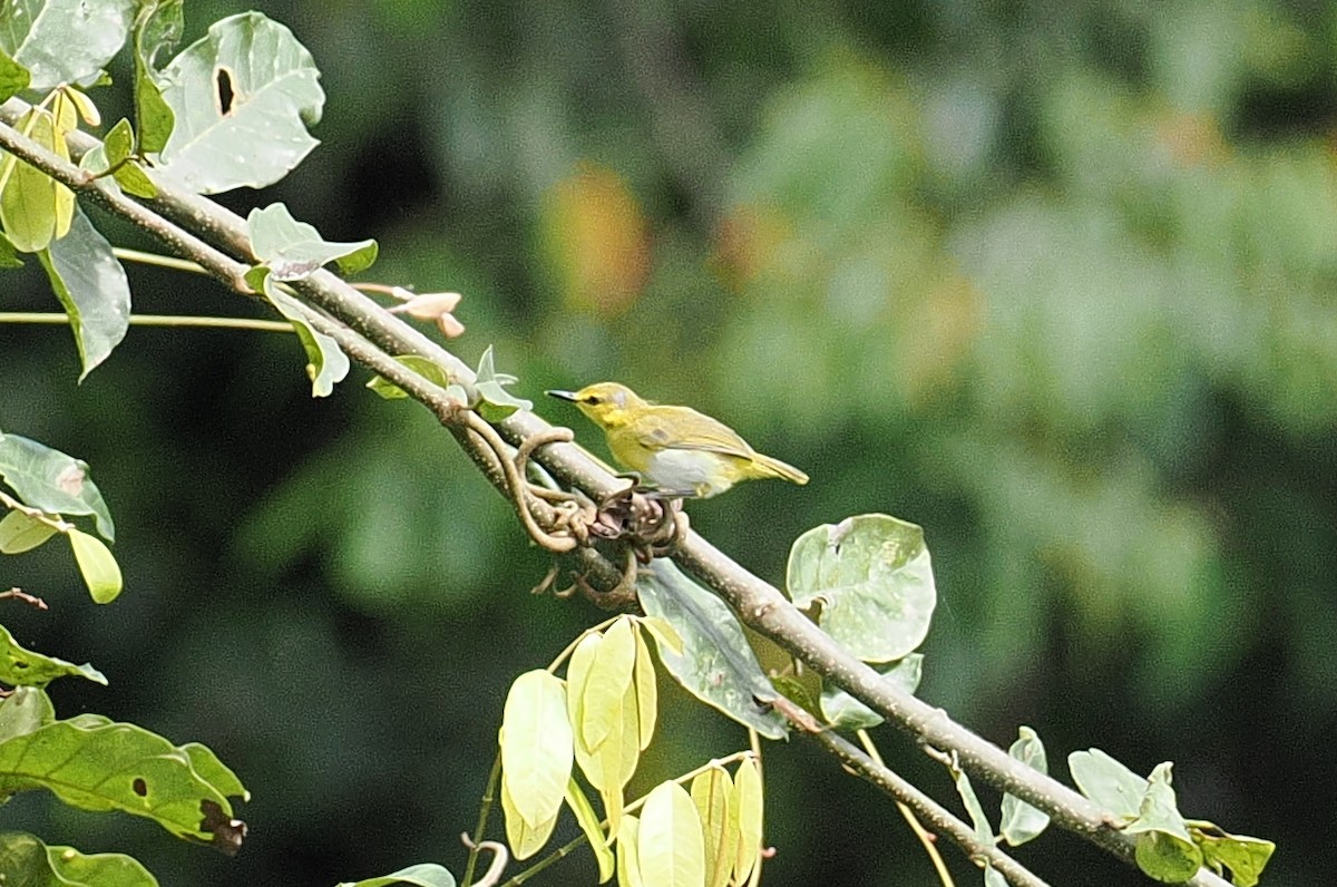 Цвіркач жовтобровий - ML646952778