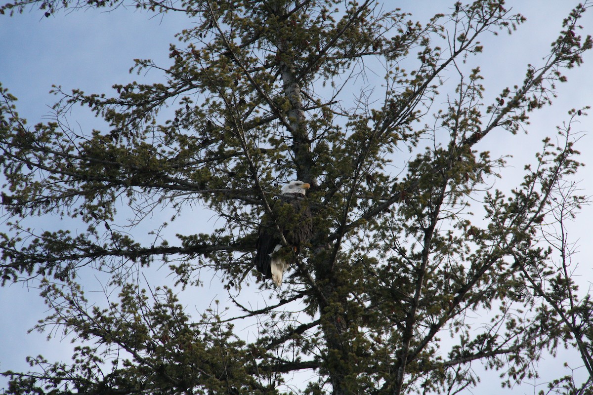 Орлан білоголовий - ML646952779