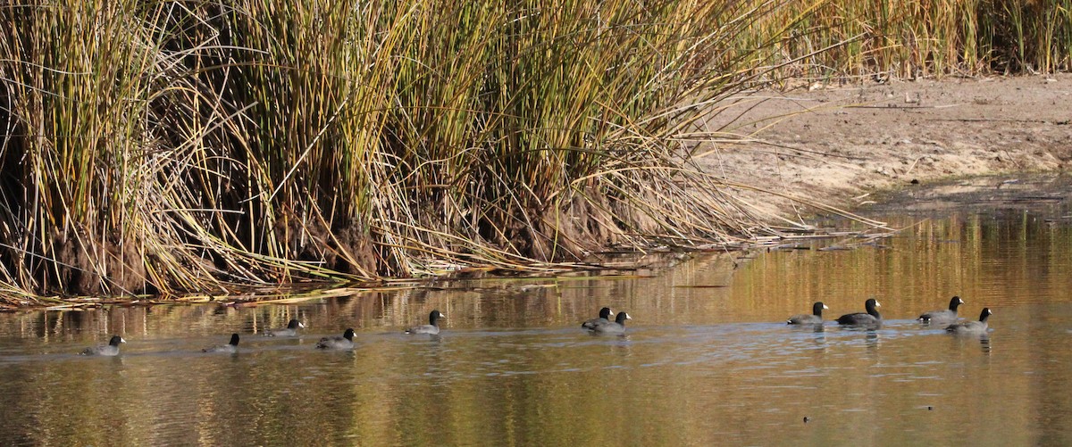 American Coot - ML646952780