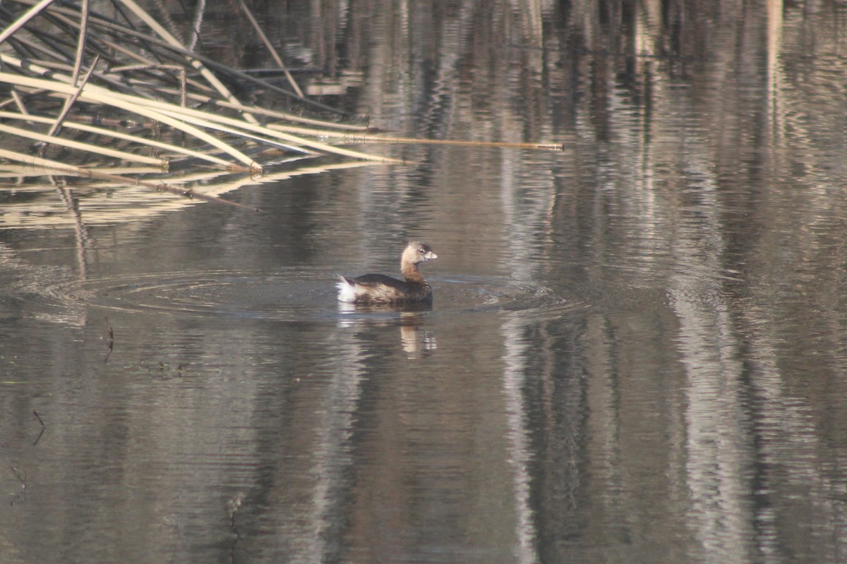 Bindentaucher - ML646952782