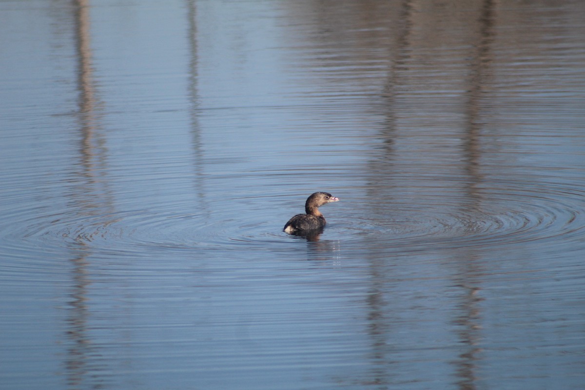 Bindentaucher - ML646952783