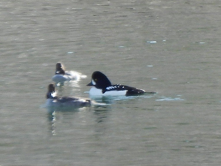 キタホオジロガモ - ML646952784