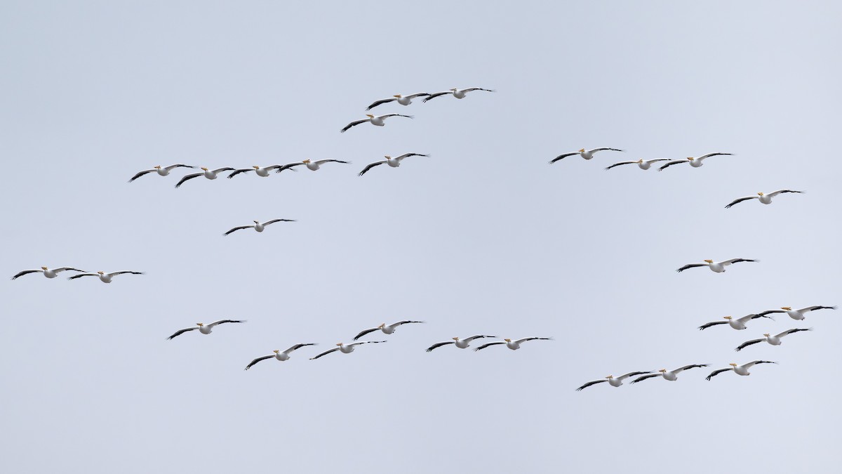 Pelícano Norteamericano - ML646952788