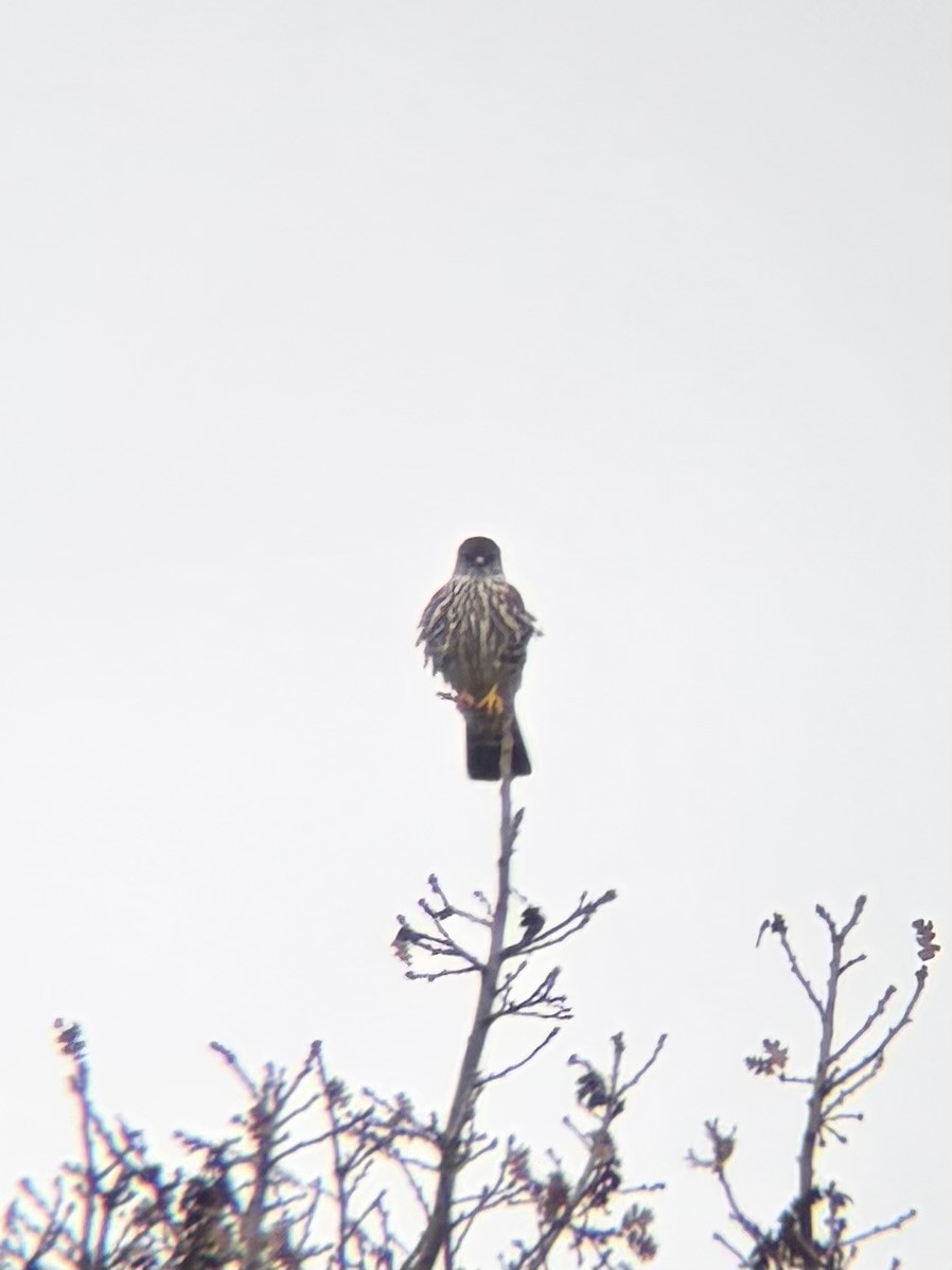 Merlin (Taiga) - ML646952789