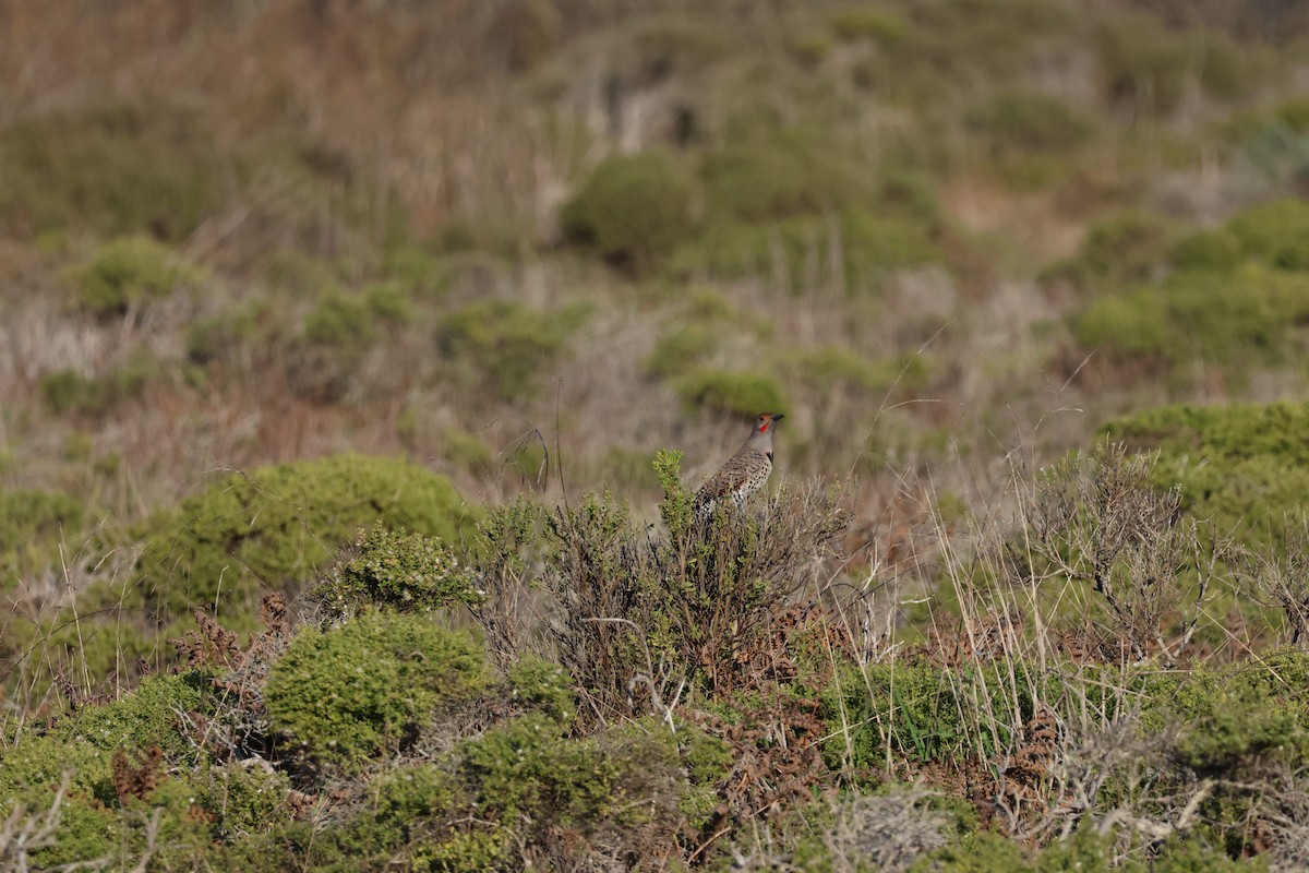 Goldspecht - ML646952793