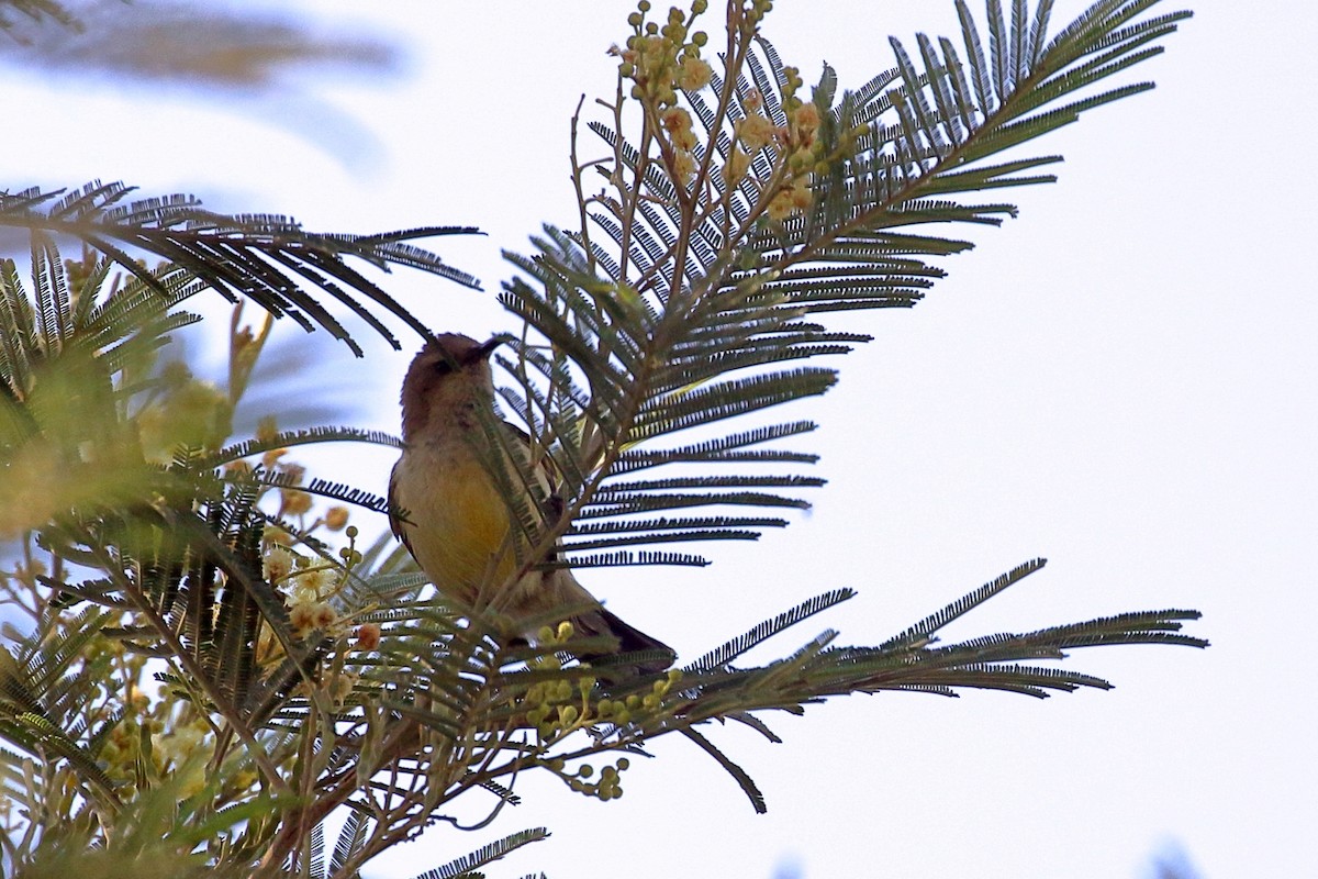 Beautiful Sunbird - ML646952795