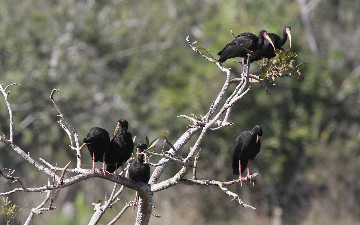 Ibis Afeitado - ML646952797