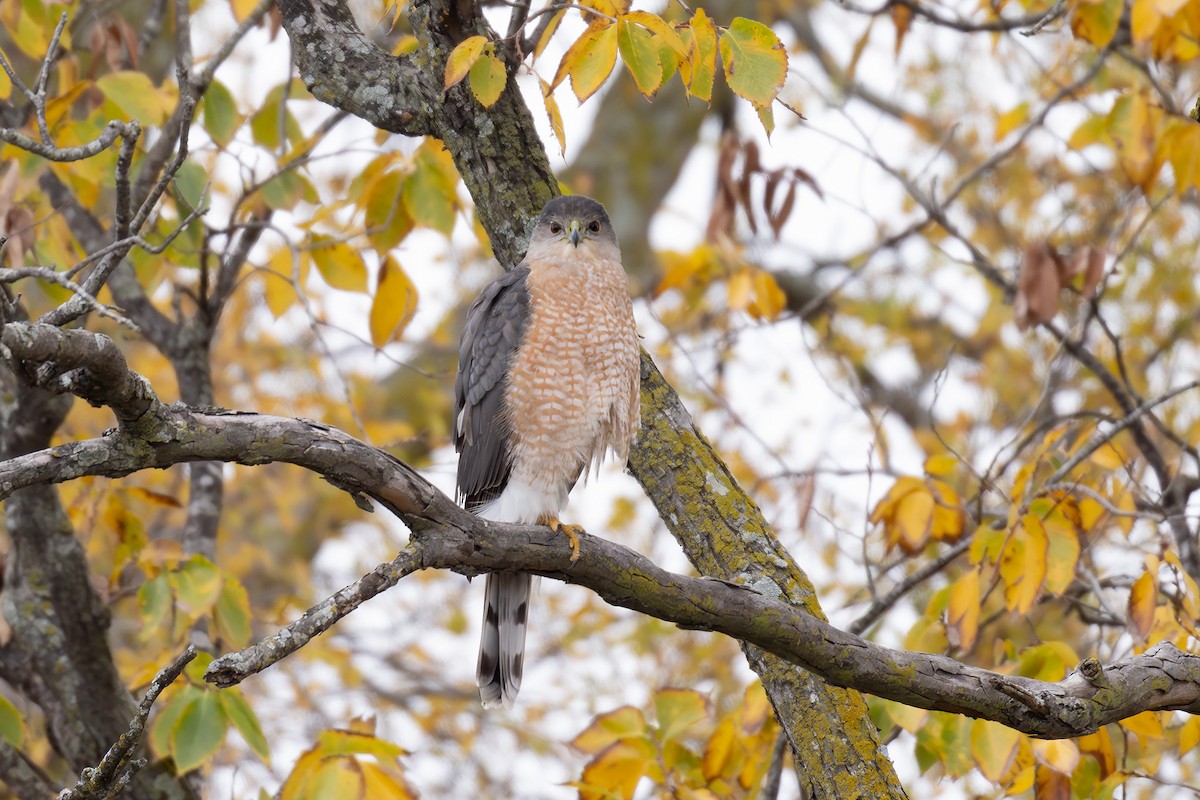 Gavilán de Cooper - ML646952799