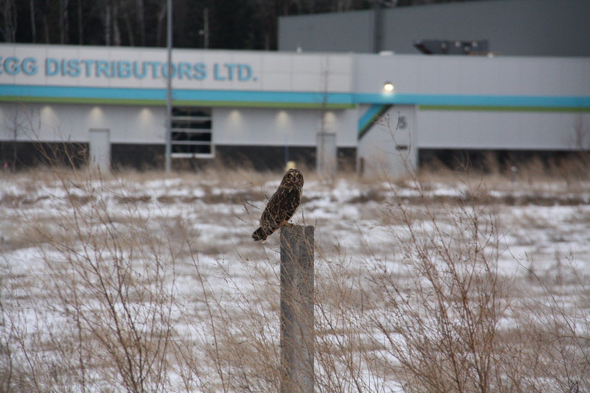 Short-eared Owl - ML646952801