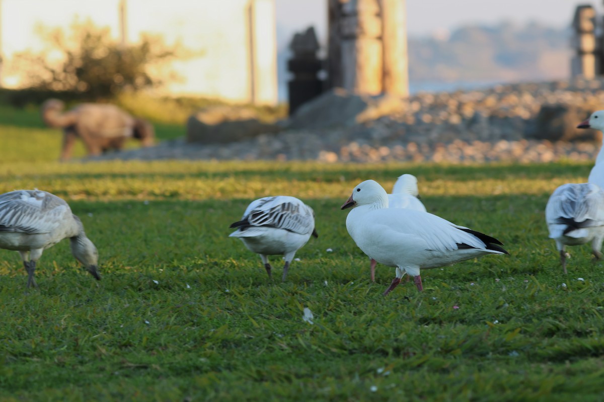 Snow Goose - ML646952803