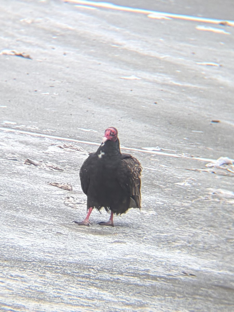 kondor krocanovitý - ML646952805